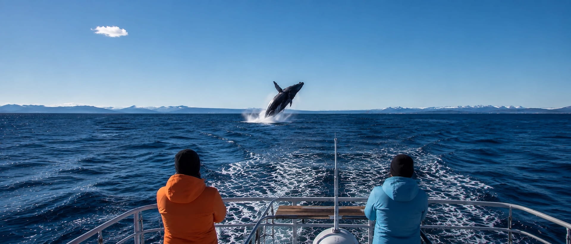 Whale Watching Tour Reykjavik